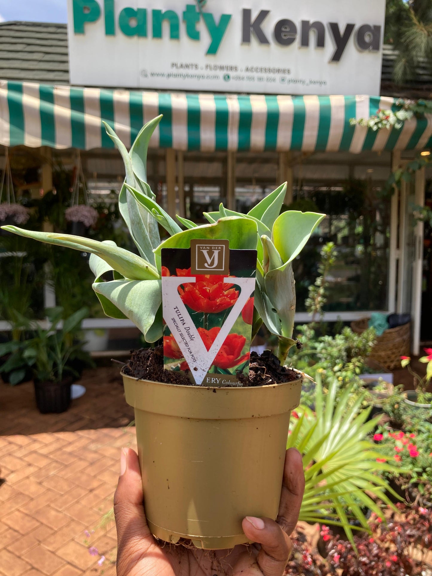 Tulips Potted