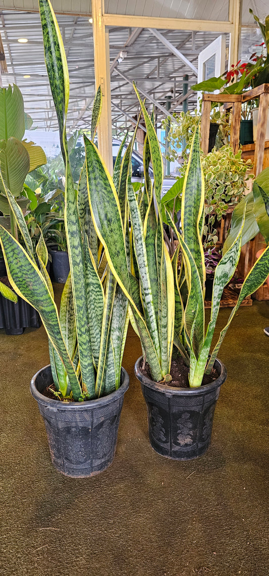Large Snakeplant Yellow Leaves