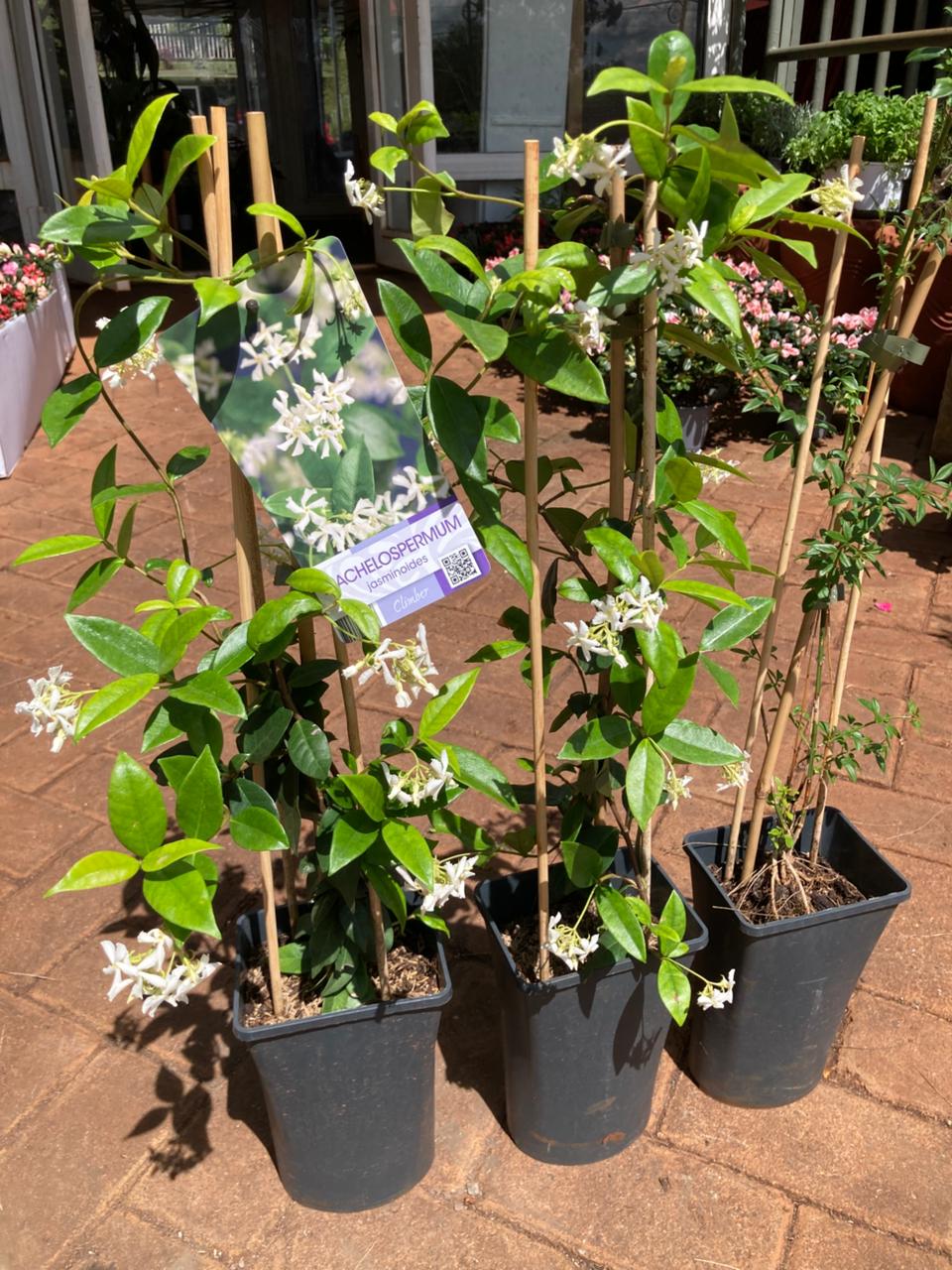 Jasmine Trachelospermum