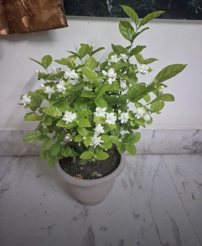 Mogra Jasmine (Sambac Jasmine)