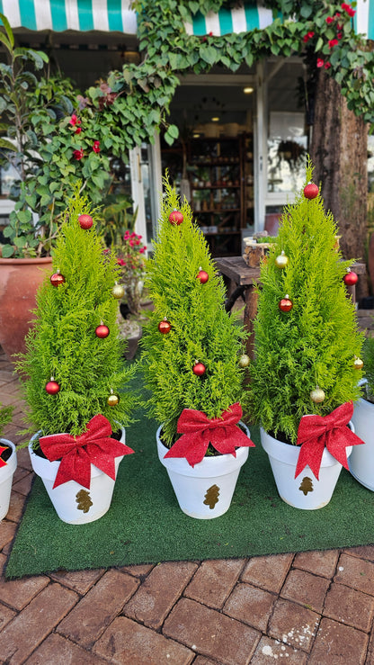 Christmas Lemon Cypress- Bow