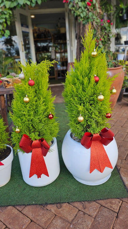 Christmas Lemon Cypress- Bow