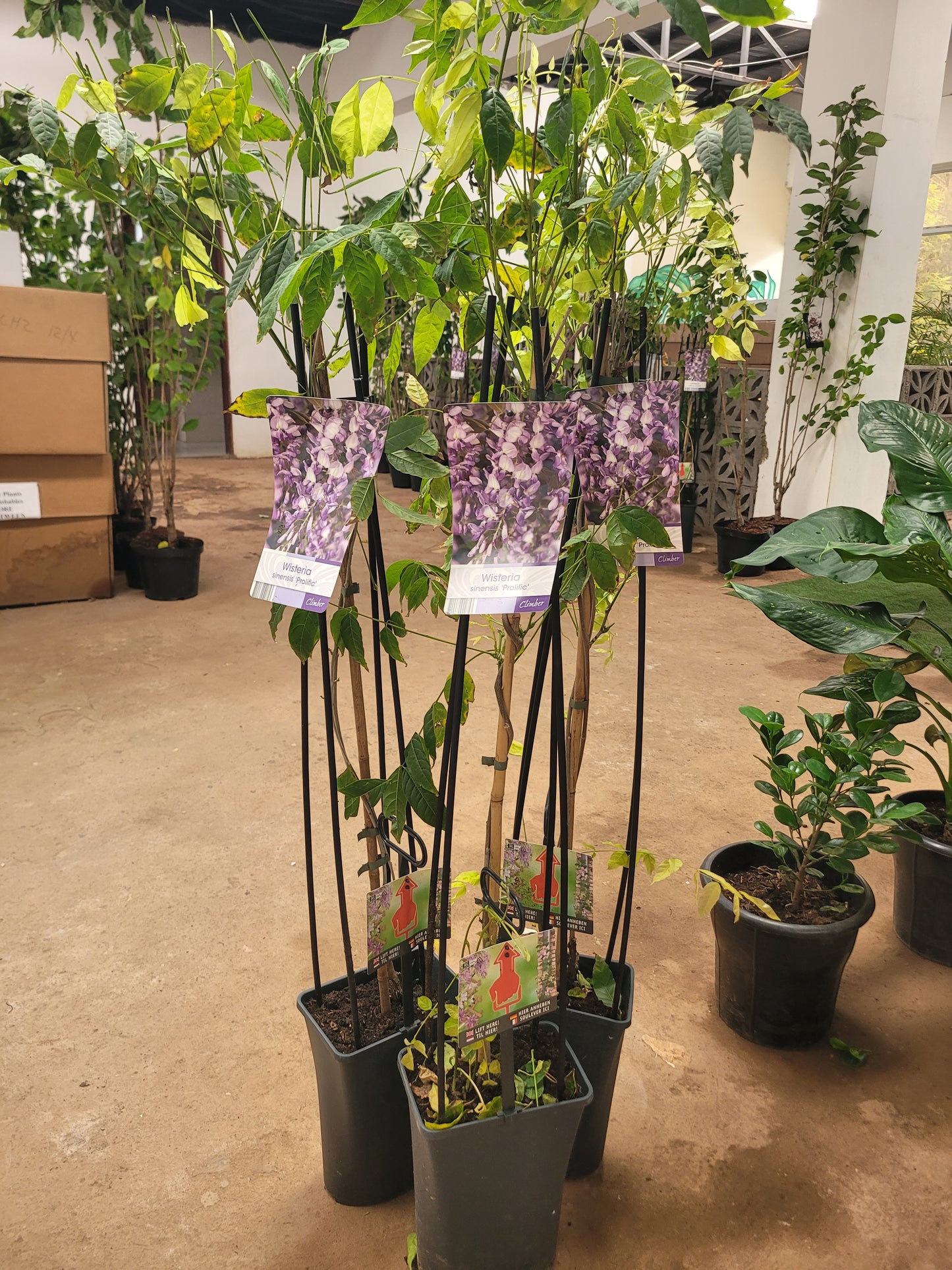 Wisteria Sinensis