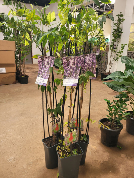 Wisteria Sinensis