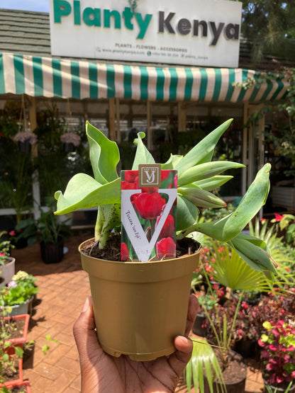 Tulips Potted