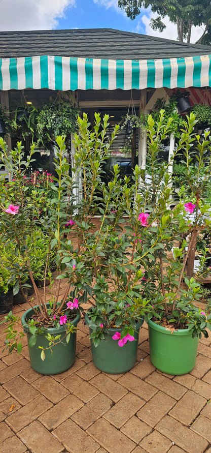 Tibouchina mutabilis