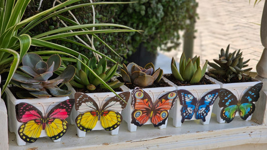 Butterfly Succulents