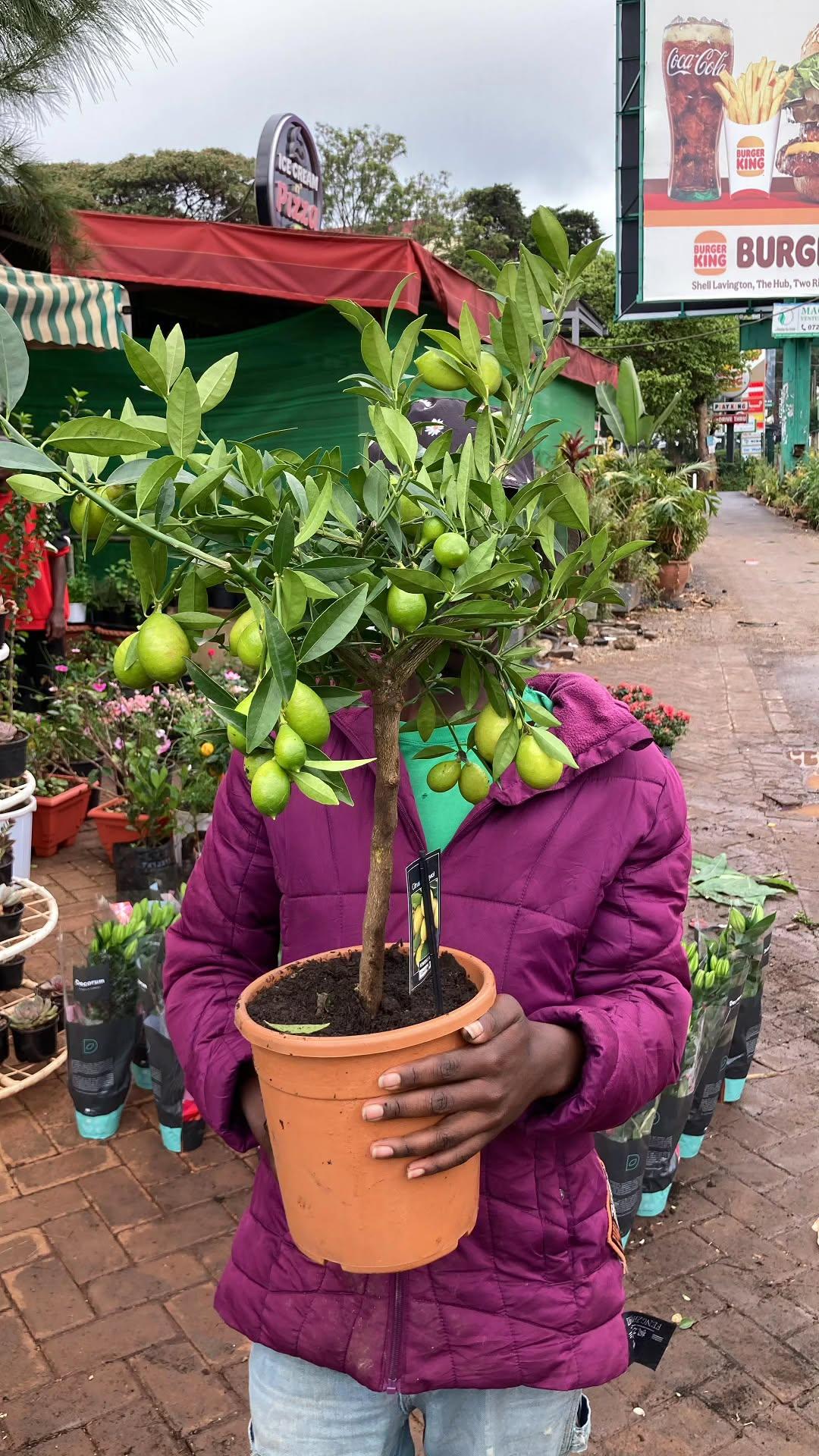 Limequat