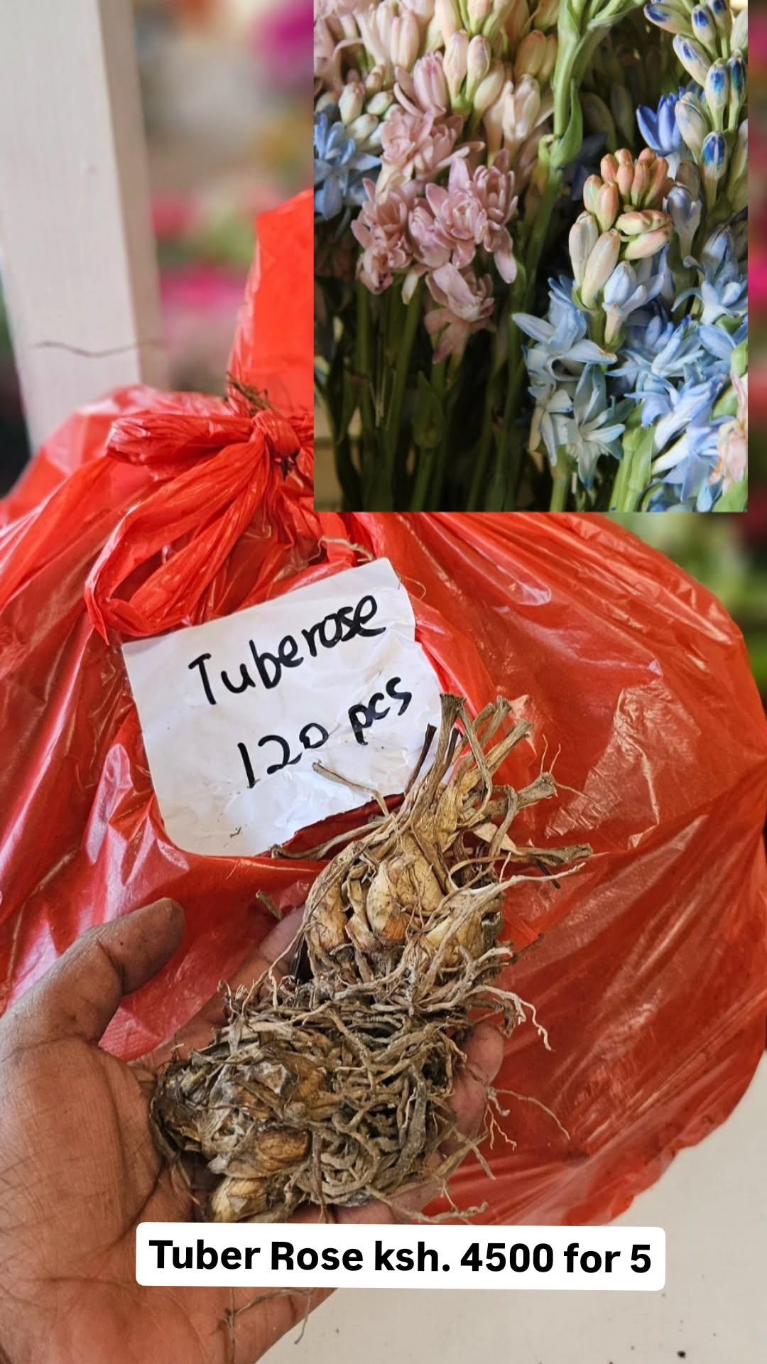 Tuber Rose bulbs – Planty Kenya