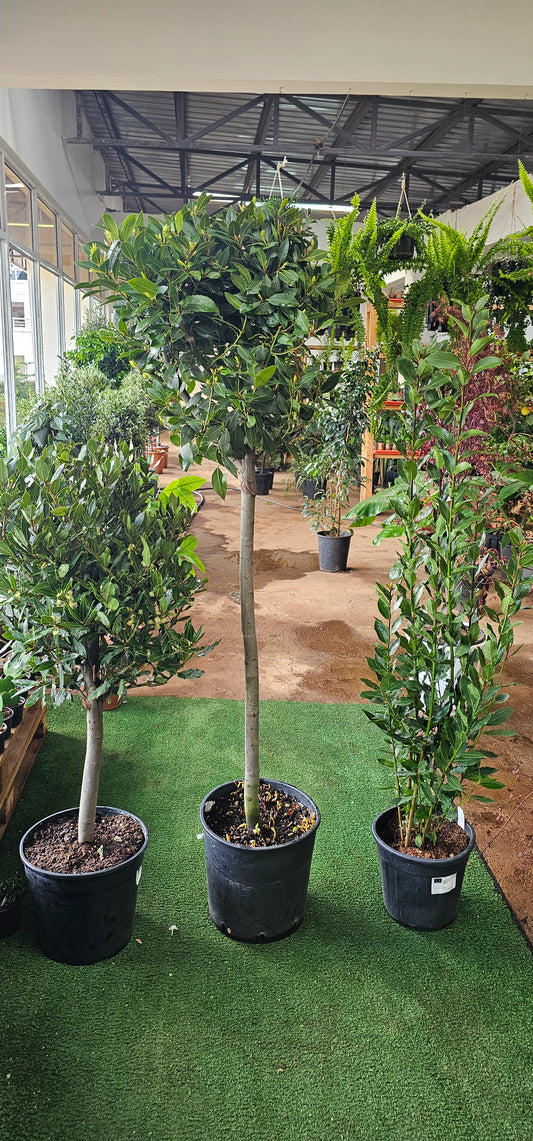 Laurus Nobilis (Bay Leaf Tree)