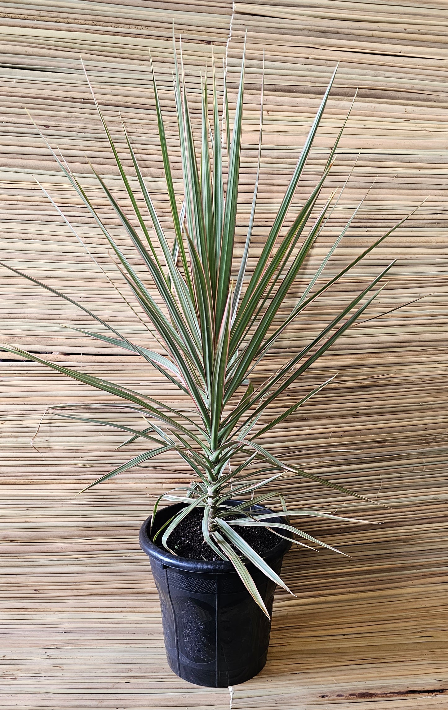 Dracaena Marginata - Pink Stripes