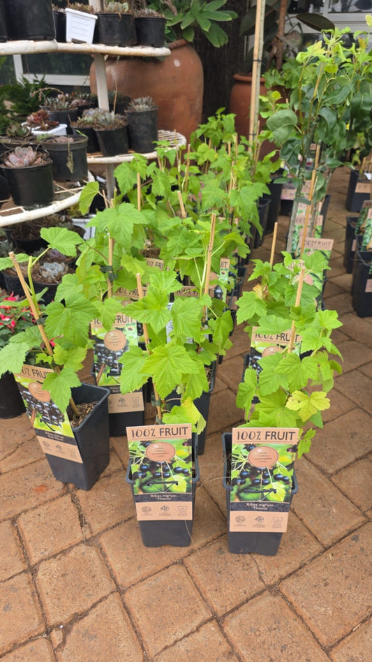 Black Currant - Ribes Nigrum