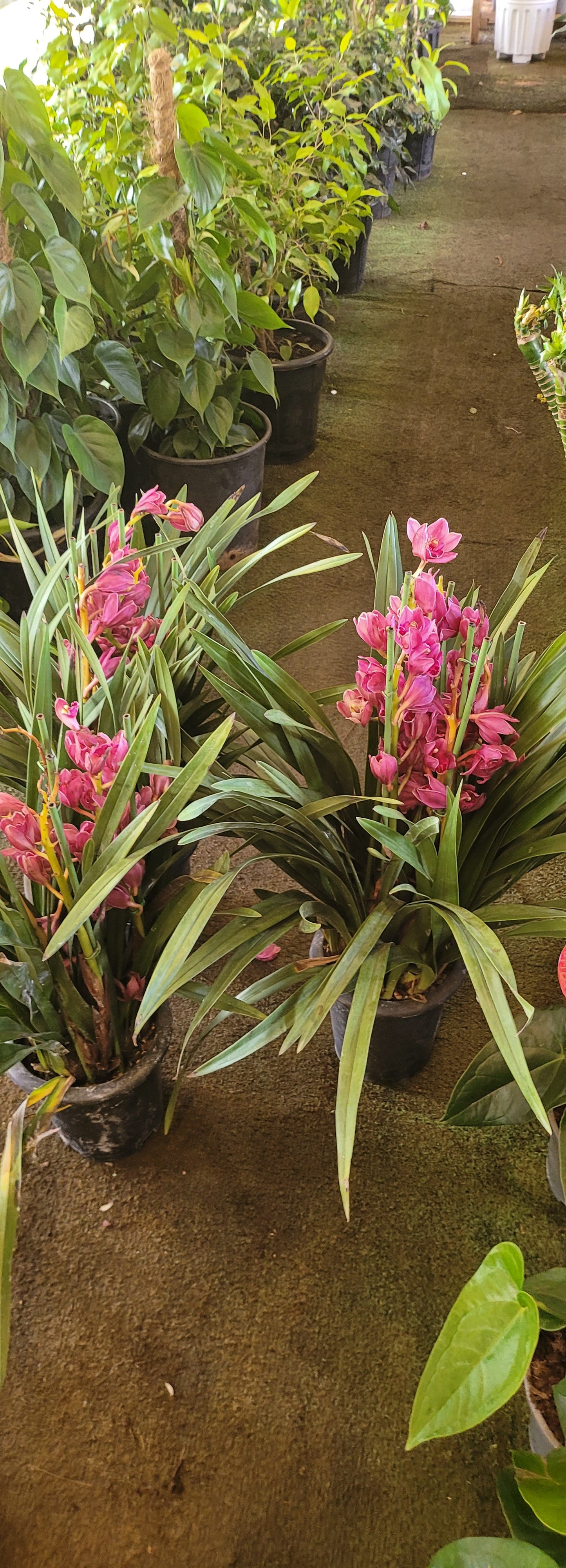 Peggy Sue Cymbidium