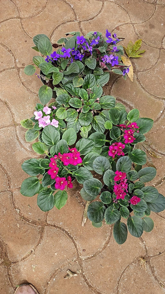 African Violet