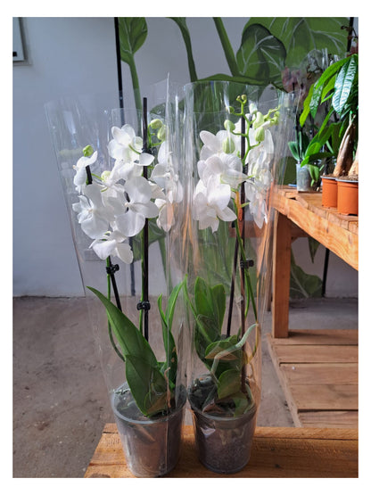 Phalaenopsis Orchid (Moth Orchid)