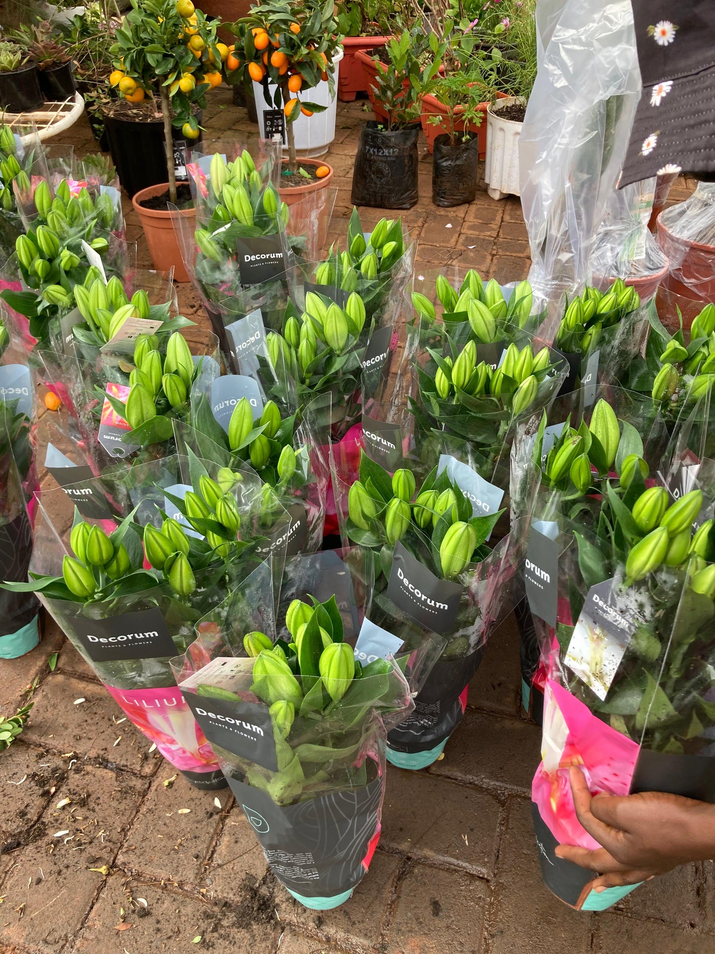 Ornamental Lilly - Asiatic Lilly