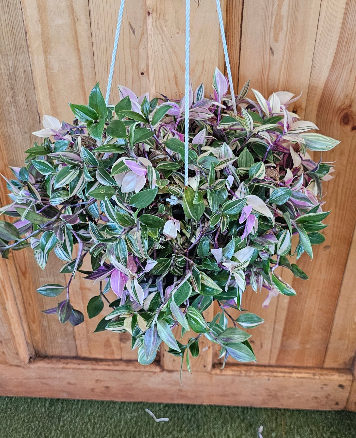 Tradescantia Pink Princess