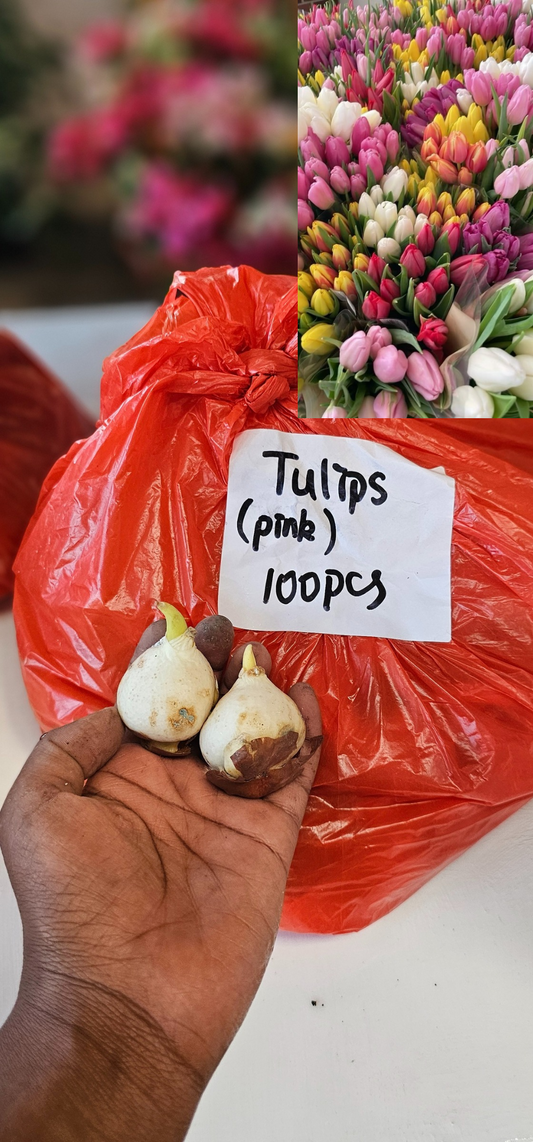 Tulip Bulbs