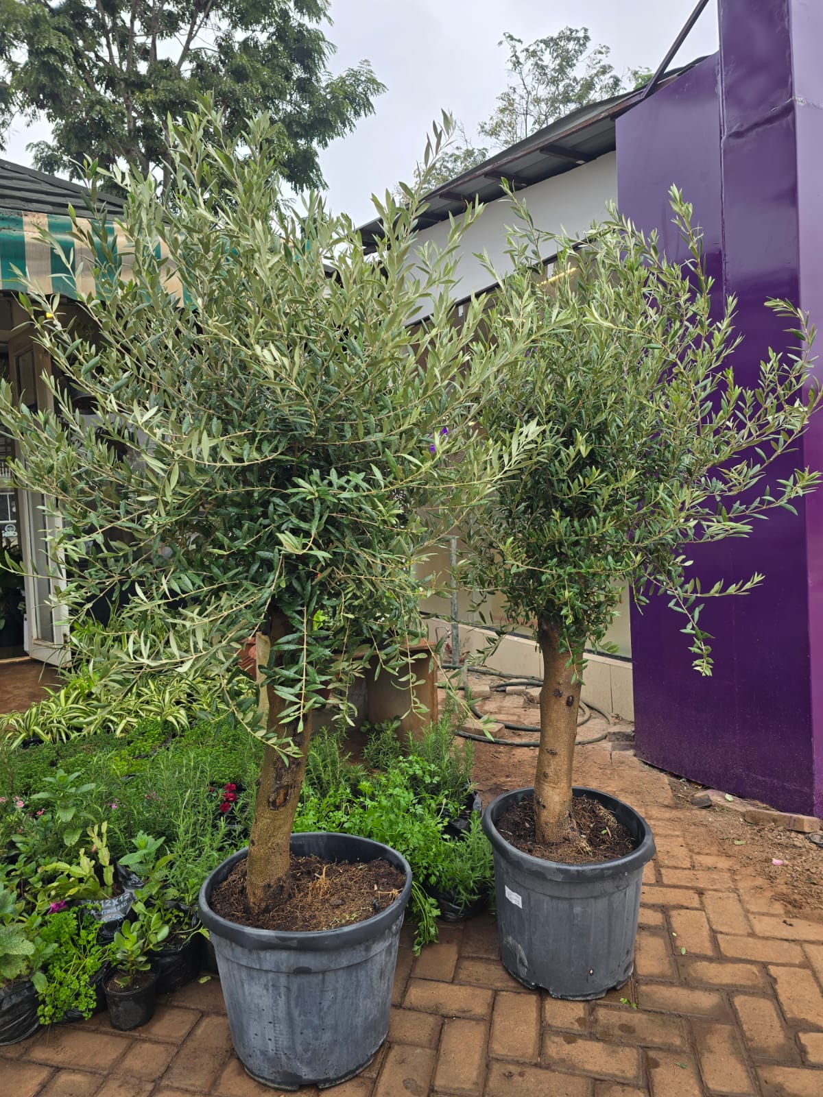 Old Age Thick Stem European Olive tree