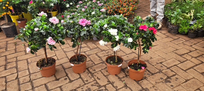 Tree Azaelea Rhododendron