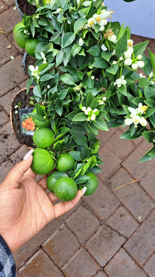 Citrus Mandarin