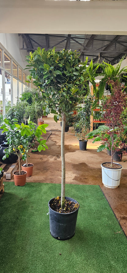 Laurus Nobilis (Bay Leaf Tree)