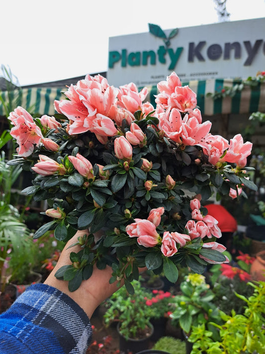 Double Petal Azaelea
