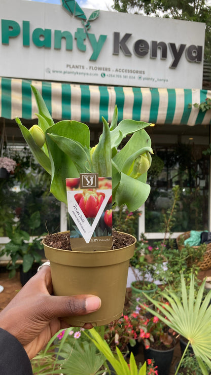 Tulips Potted