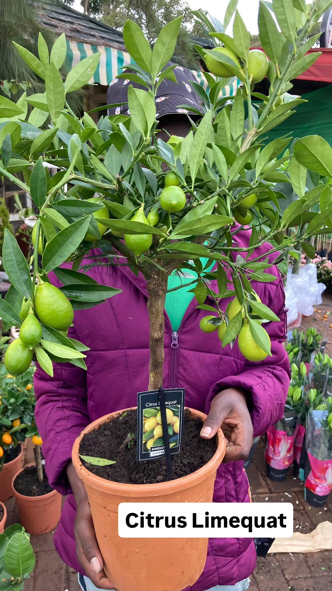 Limequat
