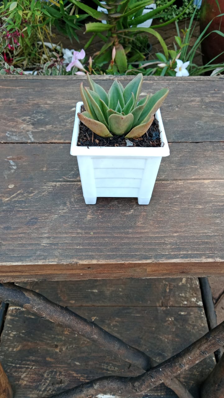 Succulent in Square planter single