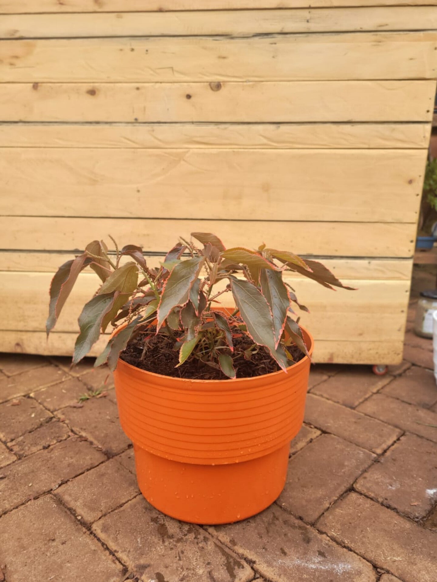 Acalypha Wilkesiana