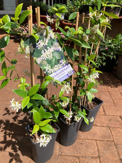 Jasmine Trachelospermum