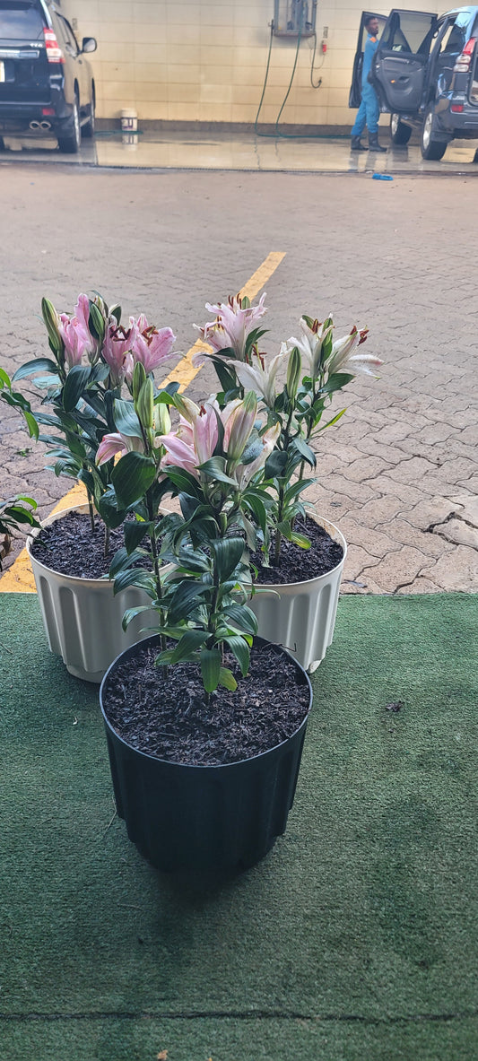 Asiatic lilies