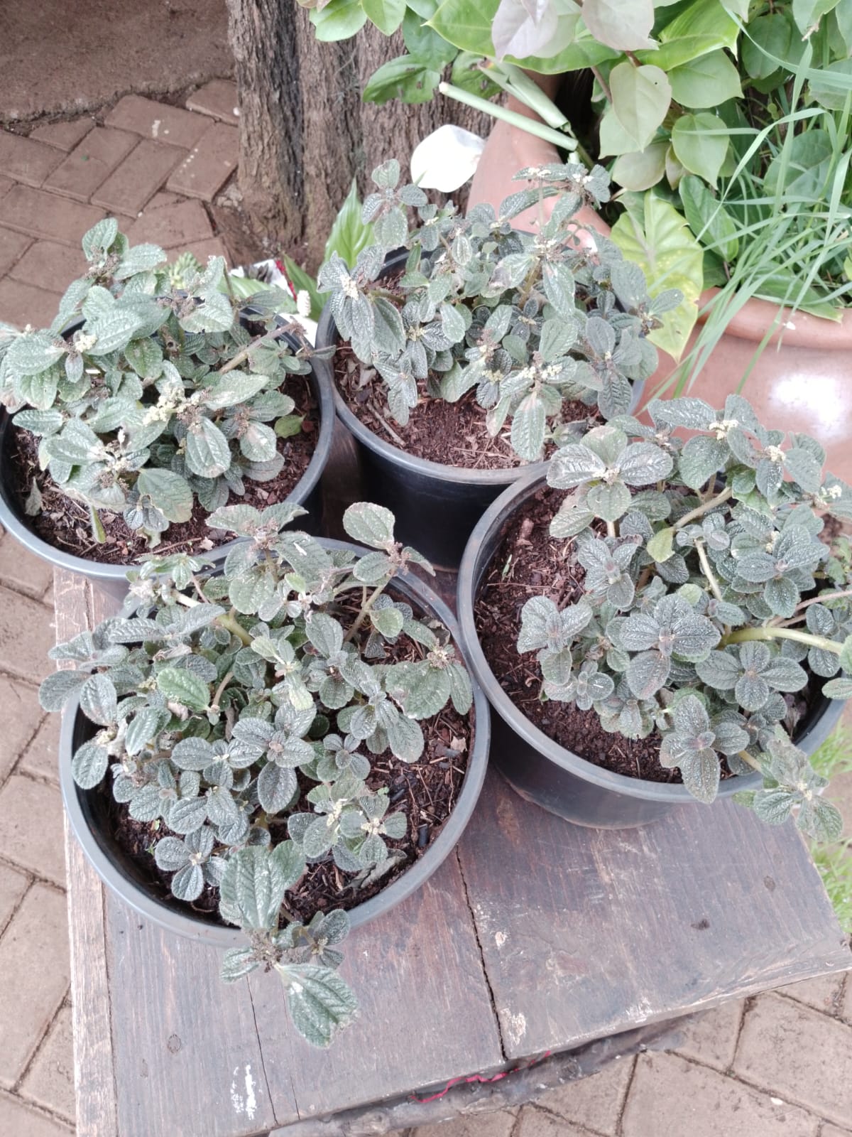 Pilea