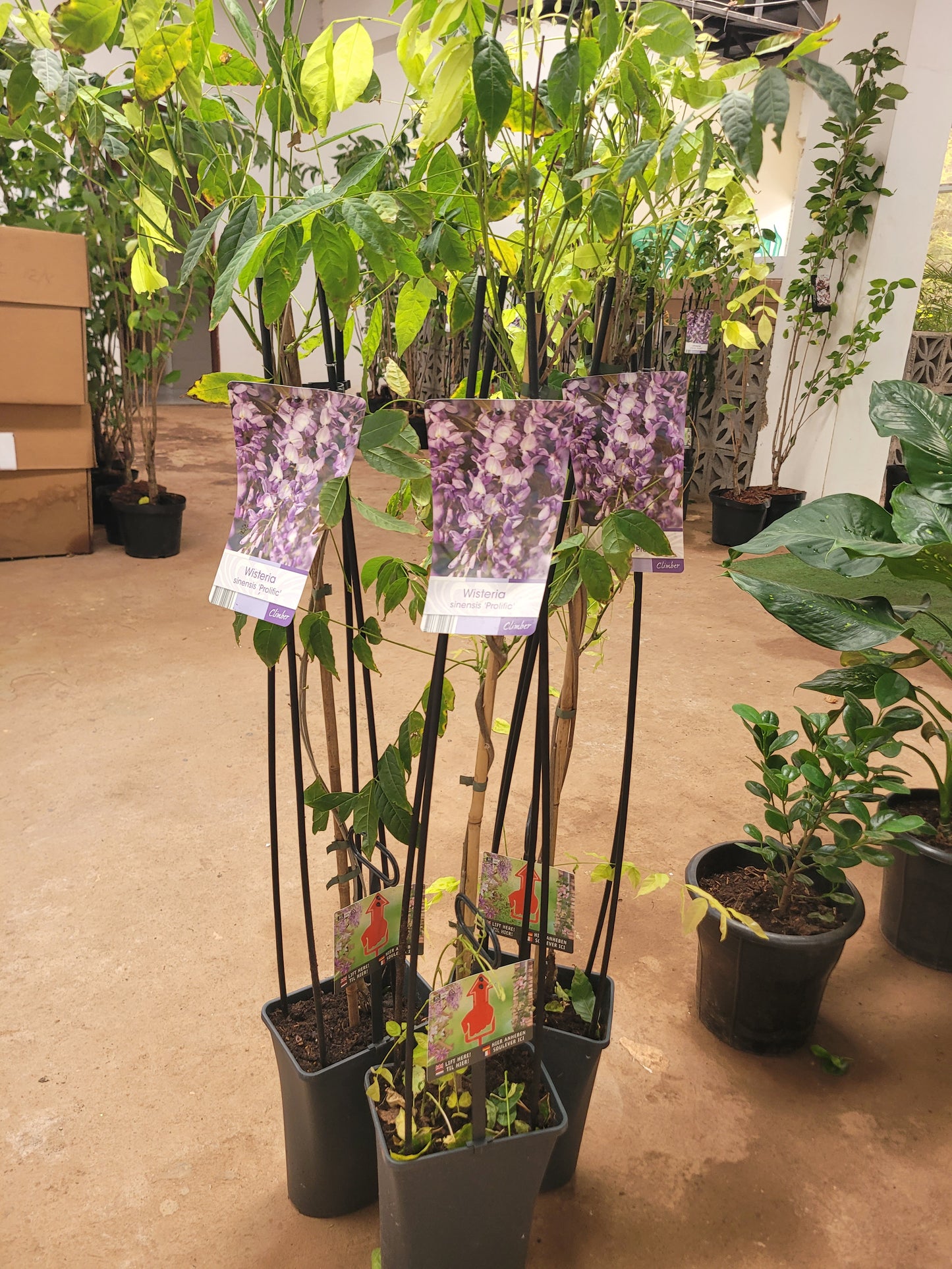 Arabian Jasmine (Sambac)