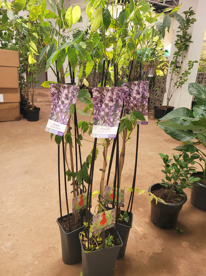 Arabian Jasmine (Sambac)