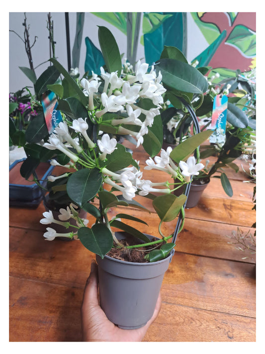 Jasminum Stephanotis (Indoor Jasmine)