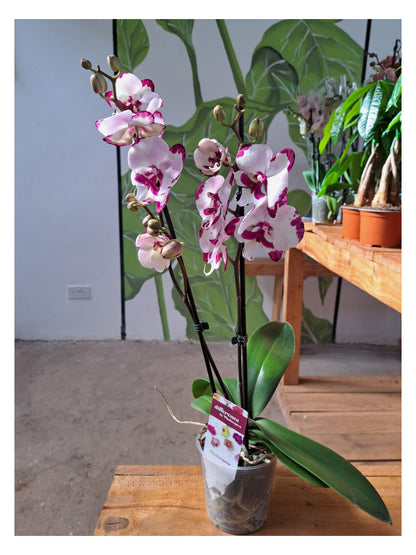 Phalaenopsis Orchid (Moth Orchid)