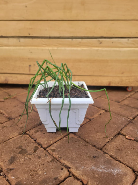Spring Onions