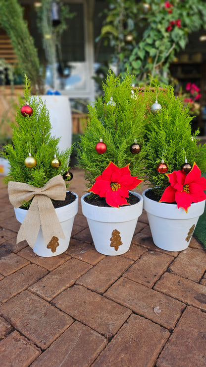 Christmas Lemon Cypress- Bow