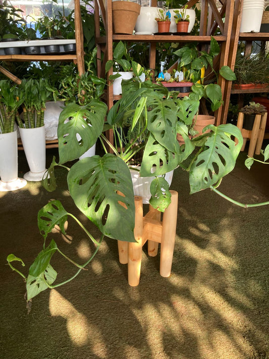 Hanging Monstera Adansonii