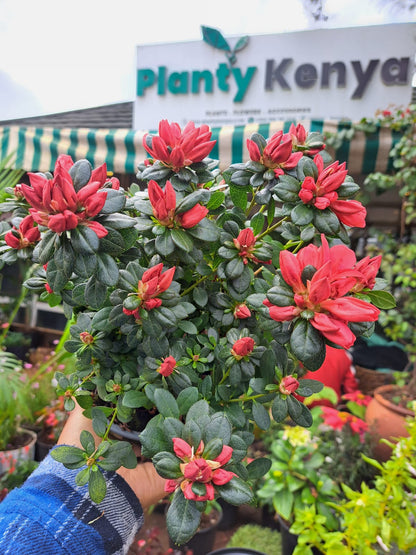 Double Petal Azaelea