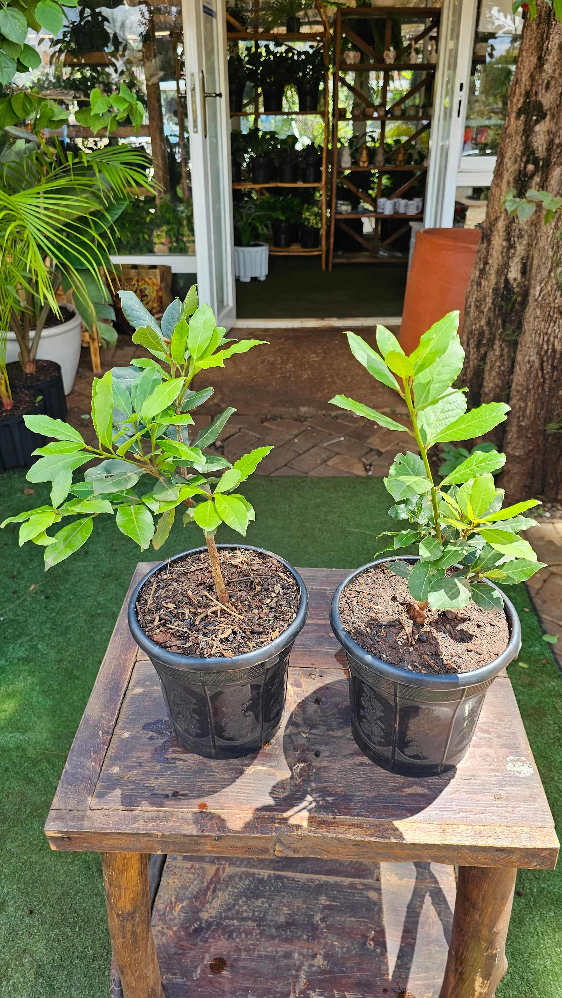 Bay leaf Tree – Planty Kenya