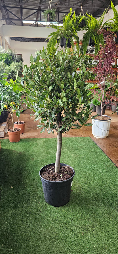 Laurus Nobilis (Bay Leaf Tree)
