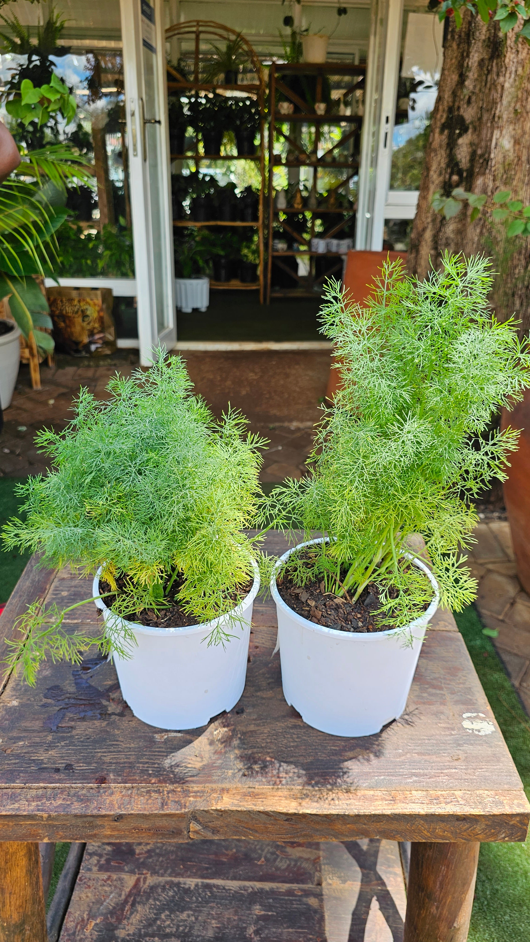 Dill – Planty Kenya