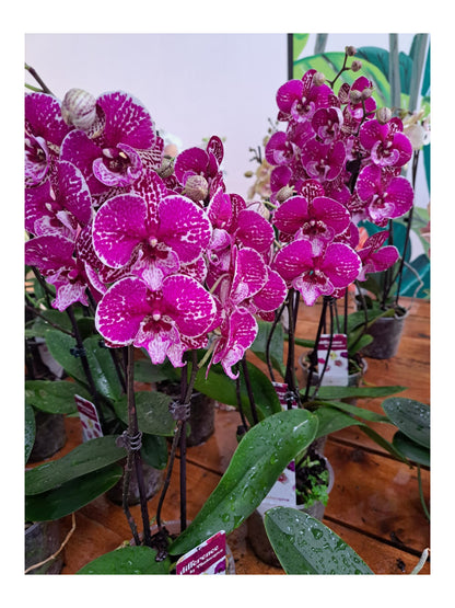 Phalaenopsis Orchid (Moth Orchid)