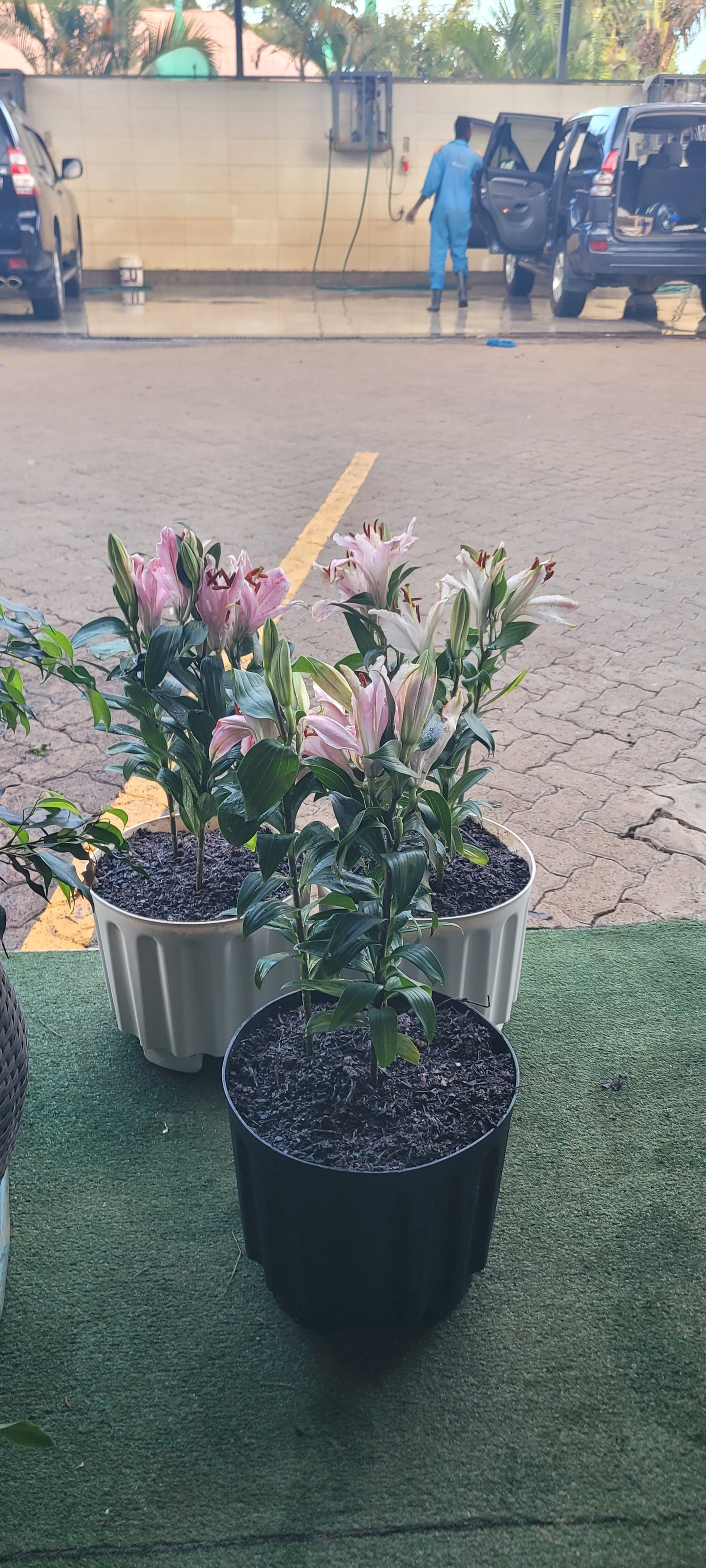 Asiatic lilies