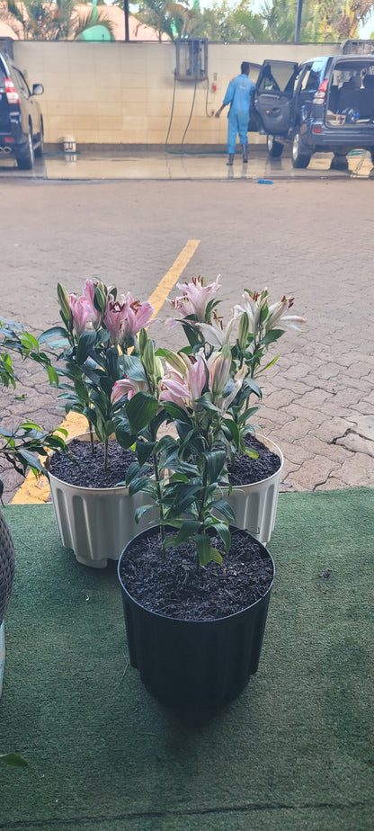 Asiatic lilies