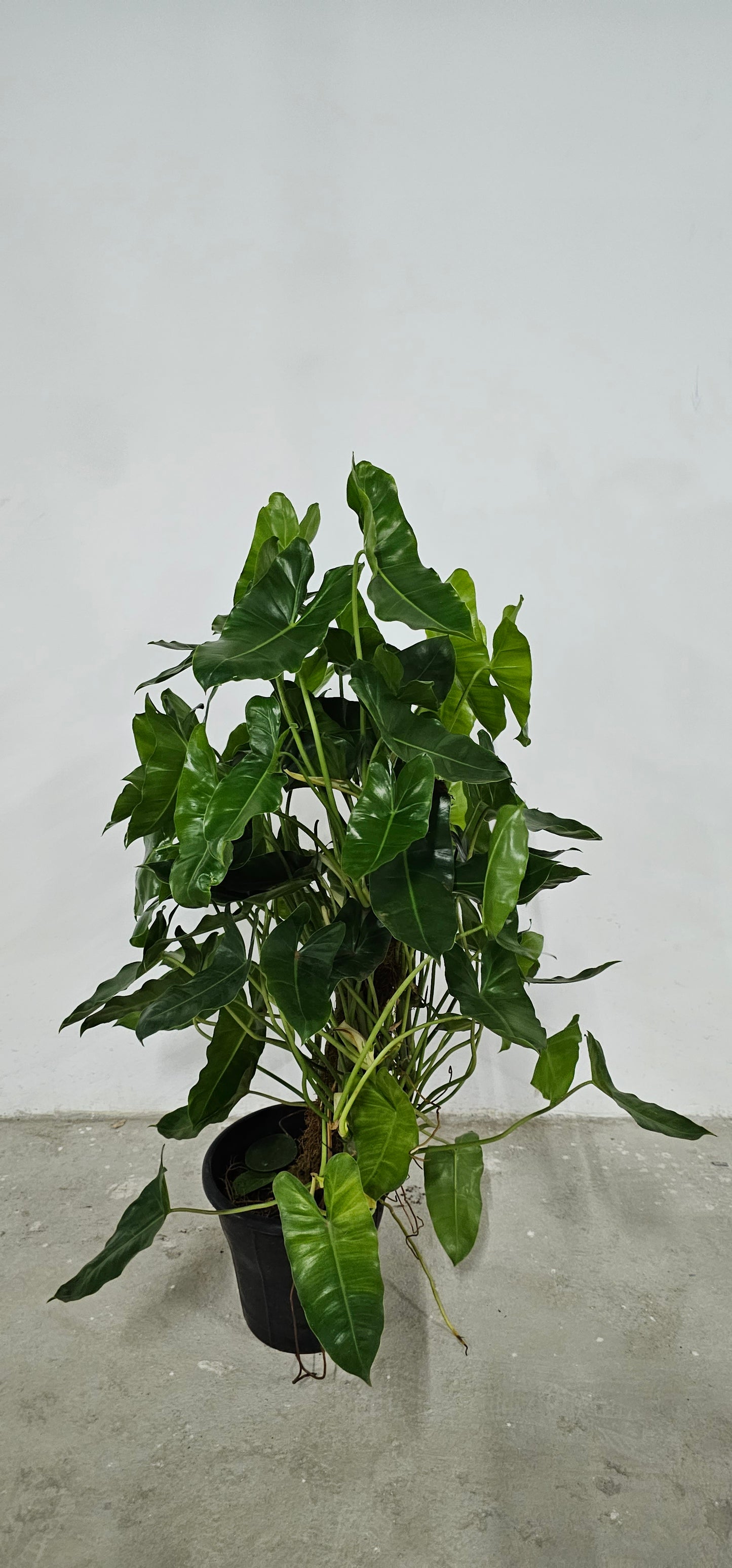 Philodendron Shiny Leave