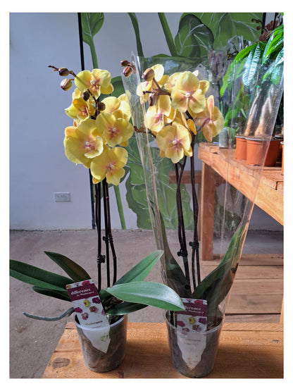 Phalaenopsis Orchid (Moth Orchid)